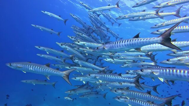 School of great barracuda swimming in blue ocean