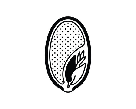 Monocot seed cross section line art vector illustration showing internal structure with endosperm and embryo