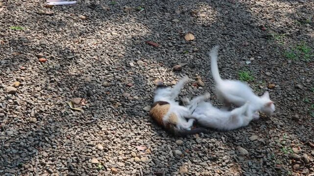 Adorable trio of kittens playing together outdoors, joyfully pouncing and chasing one another in a natural setting.