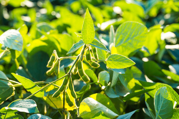 Obraz premium Soybean plants grow in a sunny field during the summer season with green leaves and pods developing on the vines