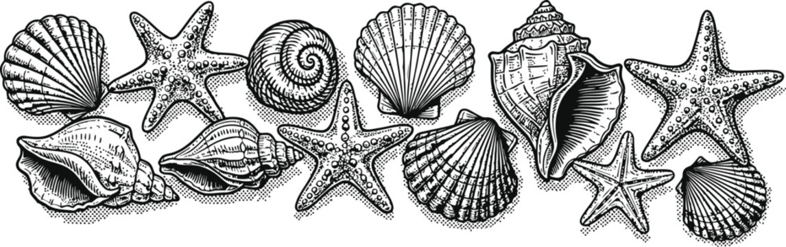 Assorted Seashells and Starfish Arranged in a Decorative Border with Detailed Engraving Style