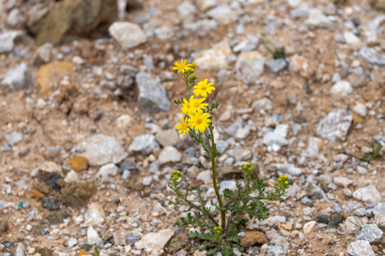 Common Groundsel (Senecio vulgaris) flowering in the wild, yellow wildflower.