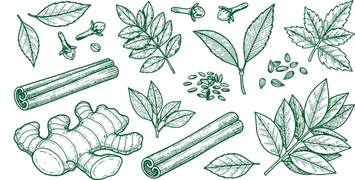 Fresh ginger root with cinnamon sticks bay leaves and cloves arranged in a botanical illustration style