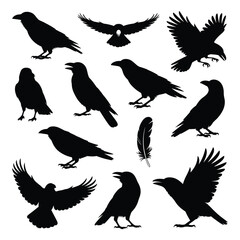 Fototapeta premium raven silhouettes in various poses on white background