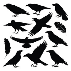 Obraz premium raven silhouettes with feathers on white background