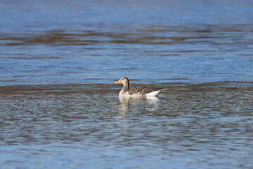 Fototapeta premium Greylag geese in the distance on the lake, surrounded by a wavy water surface, a greylag goose from the side, gently rippled water surface, anser anser, water bird, tranquil idyll