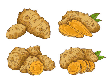 Set of hand drawn java turmeric with green leaves in vintage engraving style. Ideal for food, herbal, and packaging design.
