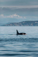 Naklejka premium Orca Crossing Frame Diagonally Distance Small Composition Large Empty Water Photo