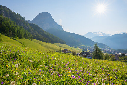 idyllic spring landscape with wildflowers, Sassongher mountain, Colfosco dolomites alps