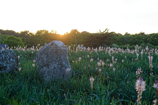 Explorez les myst&egrave;res de Carnac : ses dolmens (s&eacute;pultures collectives) et tumulus (tertres fun&eacute;raires monumentaux). Un voyage fascinant au c&oelig;ur du n&eacute;olithique entre l&eacute;gendes et architecture