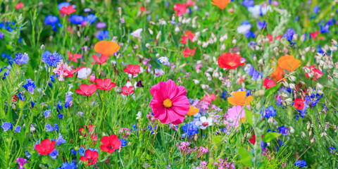 Fototapeta premium Colorful wildflowers bloom in a vibrant field during bright daylight hours in spring