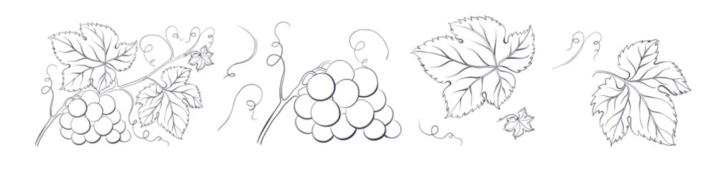 Naklejka premium Set of winery branches of grapes. Elegant outline engraving elements