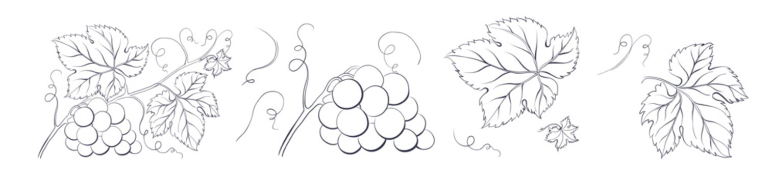 Set of winery branches of grapes. Elegant outline engraving elements