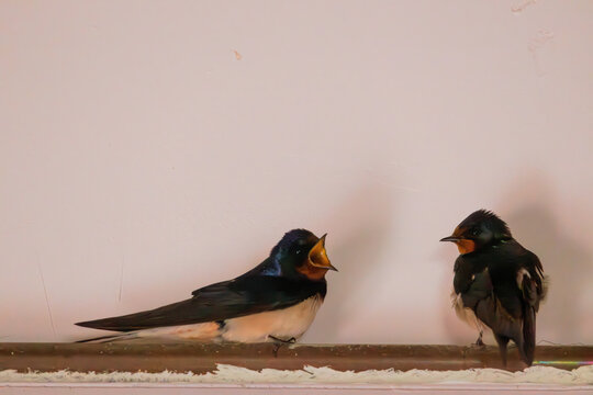 duo ou couple d'hirondelles rustiques, l'une avec le bec ouvert