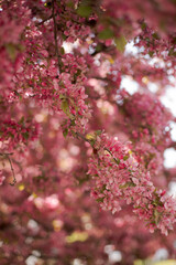 Obraz premium pink cherry blossom in spring