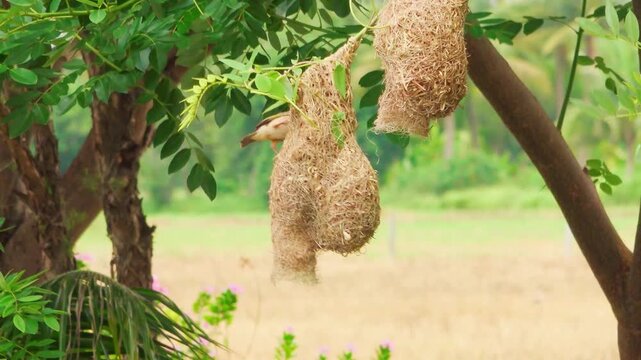 WEAVER BIRDS