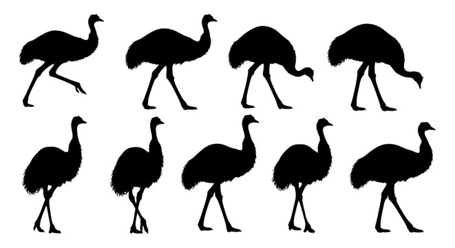 Several ostriches walk together in a serene natural landscape outdoors freely.