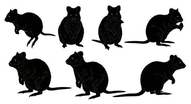 Seven black silhouettes of rodents are standing on a white background in different poses and directions