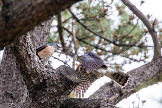 Mating Pair of Japanese Sparrowhawks on a Pine Tree Branch During Breeding Season