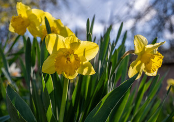 Obraz premium Bright yellow daffodils bloom joyfully in a vibrant spring garden setting