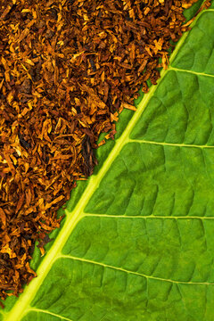 shredded tobacco leaves Shredded Tobacco Images – Browse 1,903 Stock Photos, Vectors, and Video
