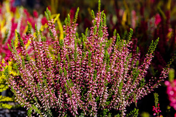 Obraz premium Beautiful heather plants display in a garden center during sunny day