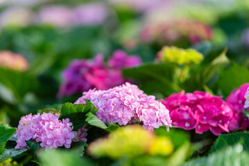 Obraz premium Close up of pink hydrangea macrophylla flowers in hydrangea garden. vibrant floral background with soft bokeh and green leaves under natural sunlight. high quality nature photography.
