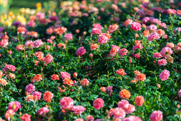 Fototapeta premium Vibrant field of blooming pink and orange miniature roses with water drops. rose floral garden under natural sunlight. high quality photography.