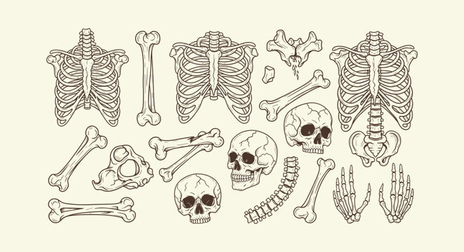 Vintage hand-drawn human bones and skull collection. Anatomy rib cage, spine, pelvis illustrations.