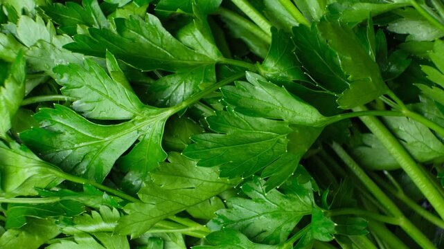 Green fresh parsley top view close-up rotation, culinary healthy background.