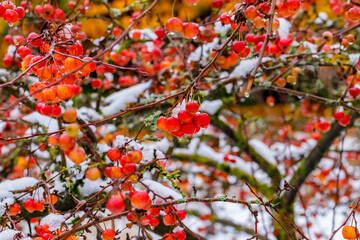 Fototapeta premium Colorful fruit hangs on tree branches covered with snow during winter season in a garden setting