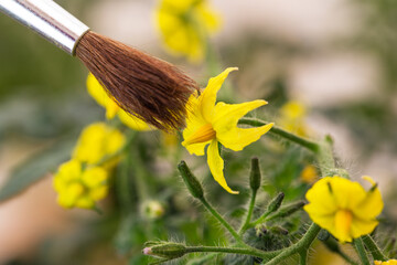 Naklejka premium Painting pollen on yellow flowers in a garden during daytime near tomatoes in spring