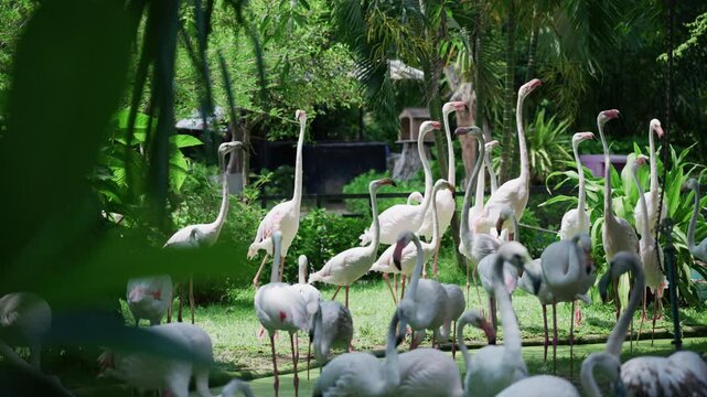 4K A flock of greater flamingos standing in a green pond surrounded by tropical garden at Zoo in Thailand.