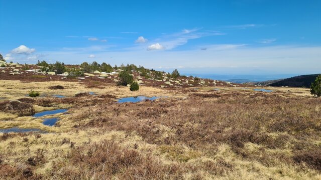 Les magnifiques paysages de tourbi&egrave;res des landes d'altitude du mont Loz&egrave;re au printemps (parc national des C&eacute;vennes)