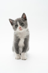 Fototapeta premium Adorable gray and white kitten in a minimalist studio setting, looking upward with a curious expression. Soft lighting and clean white background create a calm, modern pet portrait perfect for themes 