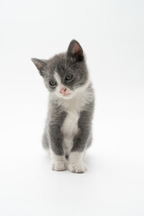Fototapeta premium Adorable gray and white kitten in a minimalist studio setting, looking upward with a curious expression. Soft lighting and clean white background create a calm, modern pet portrait perfect for themes 