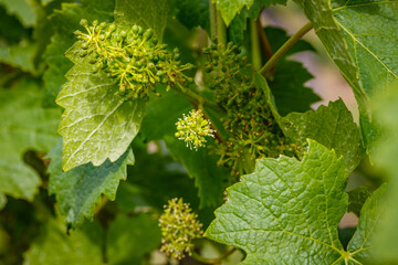 Naklejka premium New buds and blossoms emerge on grapevines in a vineyard during springtime