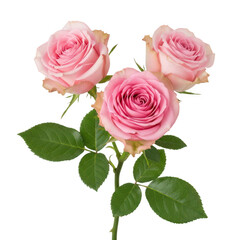 Fototapeta premium Three delicate pink roses with lush green leaves on a white background isolated on transparent background