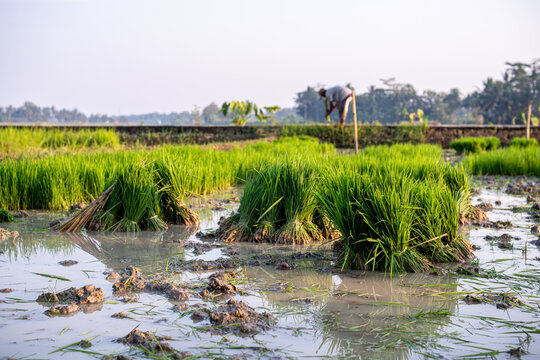 Fresh green rice seedlings bundles ready for transplanting in a muddy paddy field under morning sunlight with a farmer working in the background