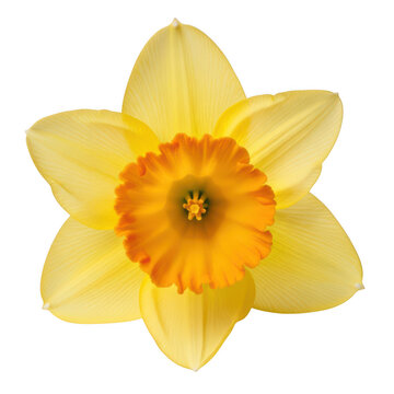 A single daffodil flower with vibrant yellow and orange petals in full bloom isolated on transparent background