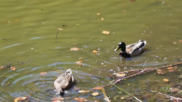 Male and Female Mallard Ducks Foraging for Food in a Murky Green Pond with Autumn Leaves