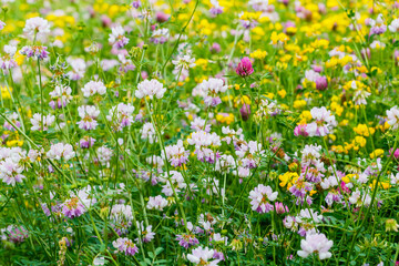 Fototapeta premium Colorful wildflowers bloom in a field during a sunny day in late spring near a small town