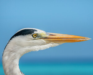 Grey heron (Ardea cinerea) headshot in Maldives, close-up profile portrait of a large wading bird against a blue ocean background. © Daniele Tavolini