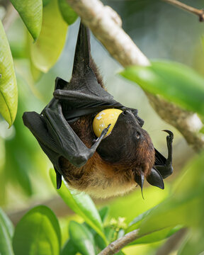 Indian flying fox (Pteropus giganteus) eating a fruit while hanging from a tree in Maldives, close-up of a fruit bat feeding behavior.
