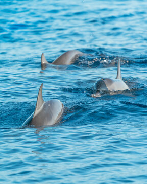 Spinner dolphins (Stenella longirostris) swimming in the ocean in Maldives, pod of dolphins surfacing in tropical blue water.