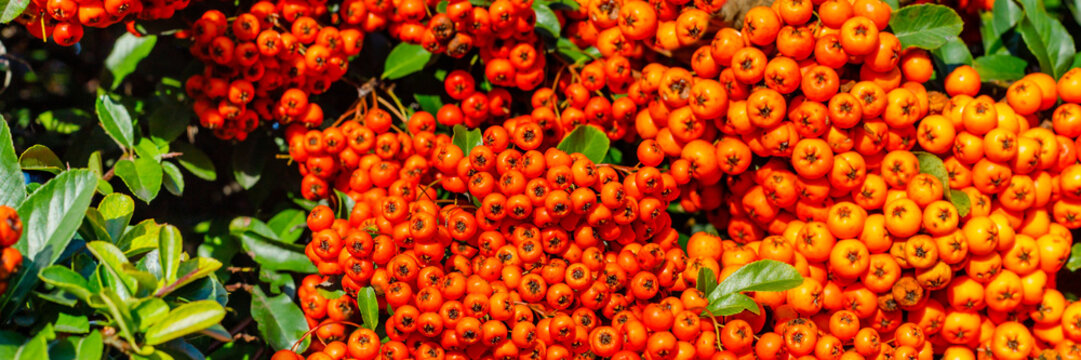 Bright orange berries grow in clusters on green leaves in sunlight during the afternoon in a garden or natural area