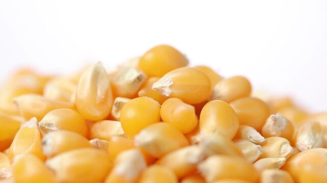 Close-up of raw corn kernels rotating slowly on a white background.