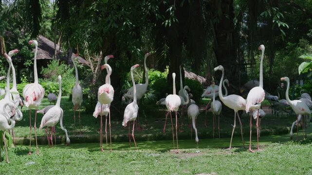 4K A flock of greater flamingos standing in a green pond surrounded by tropical garden at Zoo in Thailand.