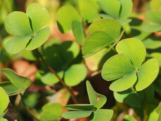 Obraz premium Marsilea quadrifolia or European waterclover green plant image