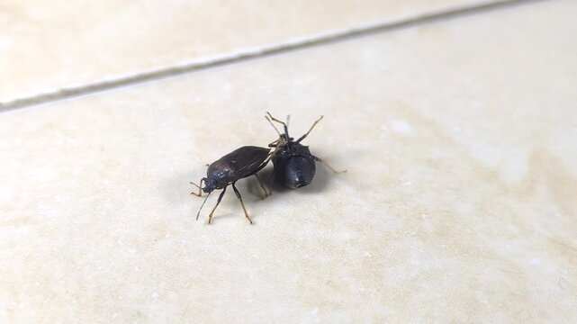 Two Black Insects Helping Each Other Flip Over From Supine Position
